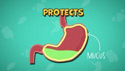 Five Facts - Digestive System Instructional Video