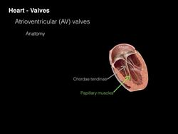 Heart Valves Instructional Video