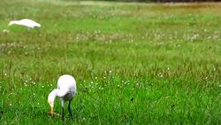 Heron find the food Stock Footage