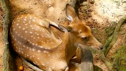 Wildlife scene. Beautiful young fallow whitetail deer, wild mammal animal in forest surrounding. Spotted, Chitals, Cheetal, Axis, Cervus nippon or Japanese deer grazing in natural habitat in the sun. Stock Footage