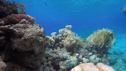 Diving. Tropical fish and coral reef. Underwater life in the ocean. Stock Footage