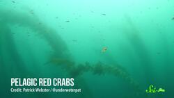 The Little Lobster That Reveals Climate Instructional Video