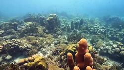 Seascape of coral reef in the Caribbean Sea around Curacao at dive site Mako's Mountain Stock Footage