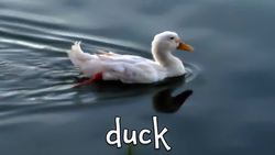 Animals that Fly! Instructional Video