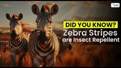 DID YOU KNOW - Zebra Stripes are Insect Repellent Instructional Video