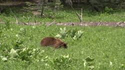 Yosemite Bears Instructional Video