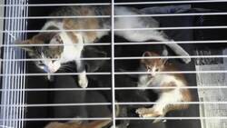 Volunteers in Lebanon rescue pets left behind amid Israeli airstrikes Instructional Video