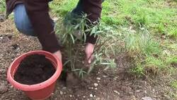 How to Care for an Oleander Plant over the Winter Instructional Video
