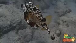 Exploring the Underwater World: A Dive into the Lives of Fish Instructional Video