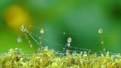 Motion video of waterdrop on green moss Stock Footage
