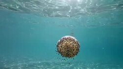 Slow motion of Jellyfish floating and swimming in Aegean sea in Greece Stock Footage