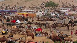 Pushkar Camel Fair, India Stock Footage