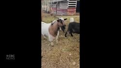 #TheMoment a pig and a chicken formed an unlikely bond News Clip