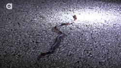 The Cottonmouth and Coral Snake Combo! Instructional Video