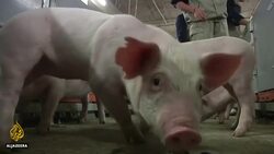 Pork shortfall in China due to swine flu jacks global prices up News Clip