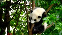 Giant panda bear cub on a tree Stock Footage