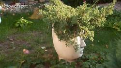 How to Learn the Top Flower Gardening Tips Instructional Video