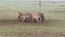 clan of hyenas eating carrion in savanna at africa Stock Footage