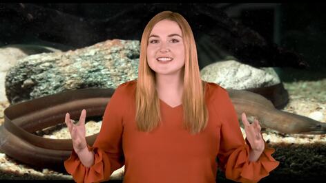The Deadly Jaws of the Moray Eel: Nature's Stealthy Predator