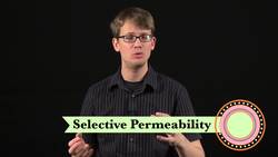 Eukaryopolis - The City of Animal Cells: Crash Course Biology Instructional Video