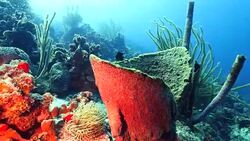 Seascape of coral reef in the Caribbean Sea around Curacao at dive site Mako's Mountain Stock Footage