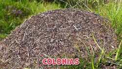 I WONDER - Are Ants Social Insects? Me Pregunto - Son Las Hormigas Insectos Sociales? Instructional Video