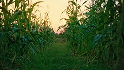 Sunset at cornfield. Organic food. Stock Footage