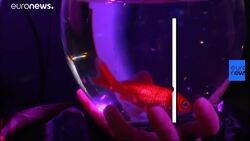 Paris Aquarium offers sanctuary to 600 goldfish News Clip