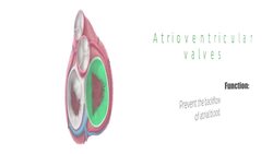 Tricuspid valve Instructional Video
