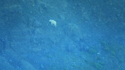 Goats: Adaptations, Behavior, and Reproduction Instructional Video