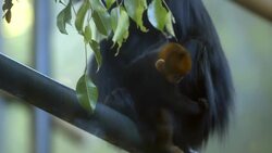 Why Are Some Monkeys Orange in Appearance? Science Can Help Explain Why This Happens Instructional Video