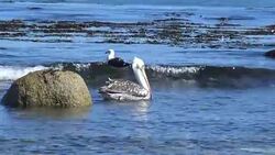 Sea lions at a beach Stock Footage