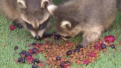 One Canadian's trash panda is another Canadian's treasure News Clip