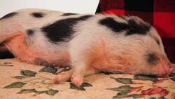 How to Know if Your Pig Is Sick Instructional Video