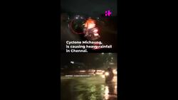 Crocodile Spotted on Chennai Street News Clip