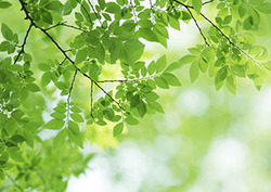 Photosynthesis: How Plants Convert Sunlight into Energy Instructional Video