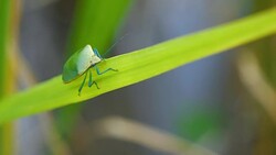 Slow motion stink bug on green rice plant field Stock Footage