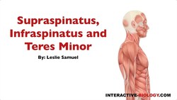 091 Supraspinatus, Infraspinatus, and Teres Minor Instructional Video