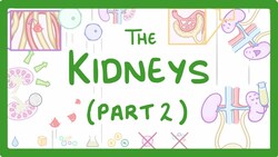 Biology - Structure of the Kidneys - (Kidneys Part 2/3) #28 Instructional Video