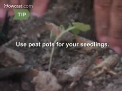 How to Grow Watermelon Instructional Video