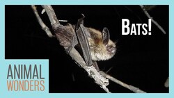Bats, Bats, Bats! Instructional Video