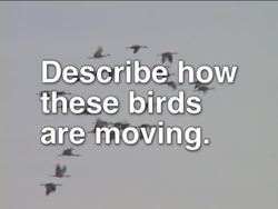 What Is a Bird?: What Are Birds? Instructional Video