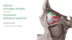 Musculus obliquus superior Instructional Video
