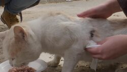 Volunteers feeds stray cats on streets of Gaza Instructional Video
