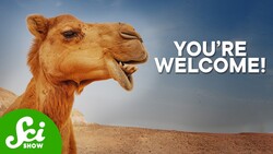 Why We Need Camels To Treat Cancer Instructional Video