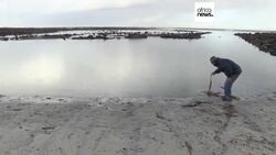 Kelp forest off Cape Town provides inspiration for local chef News Clip