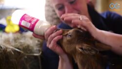A Baby Goat And Emu Find Friendship On Rescue Farm Instructional Video