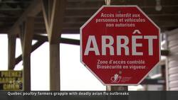 Avian flu outbreaks shake Quebec poultry industry News Clip