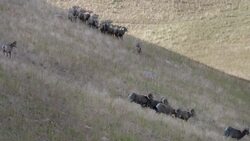 Have You Ever Wondered What Bighorn Sheep Are Actually Like in the Wild? Instructional Video