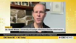 Was there an alternative to culling hundreds of B.C. ostriches? News Clip